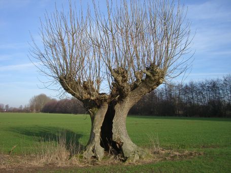 Am Niederrhein : Kopfweide